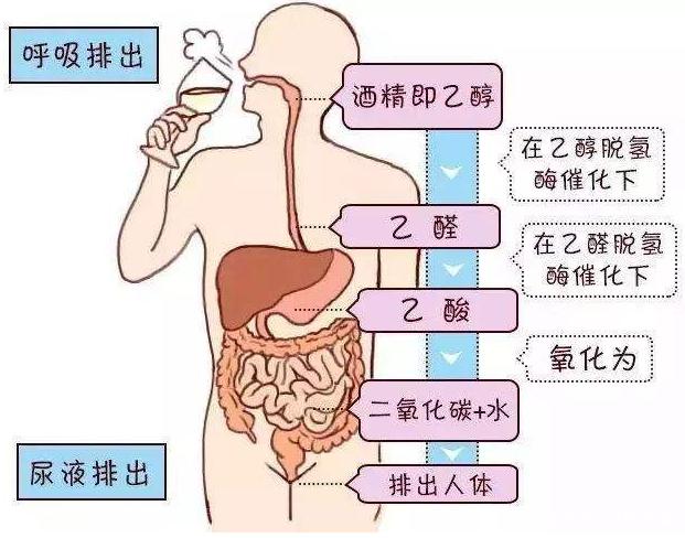 b站知名啤酒品鉴师up主突发心脏病离世，每天饮酒就是在给心脏“下毒”